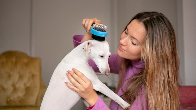 From Scruffy to Confident: Why Grooming Changes How Pets Carry Themselves