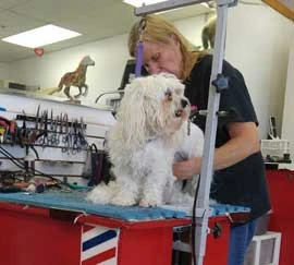 Pet Nail Trimming Torrance CA