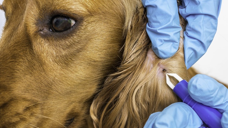Flea and Tick Shampoo in Manhattan Beach, CA