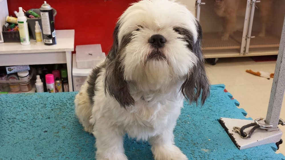 Pet Groomers in Torrance, CA