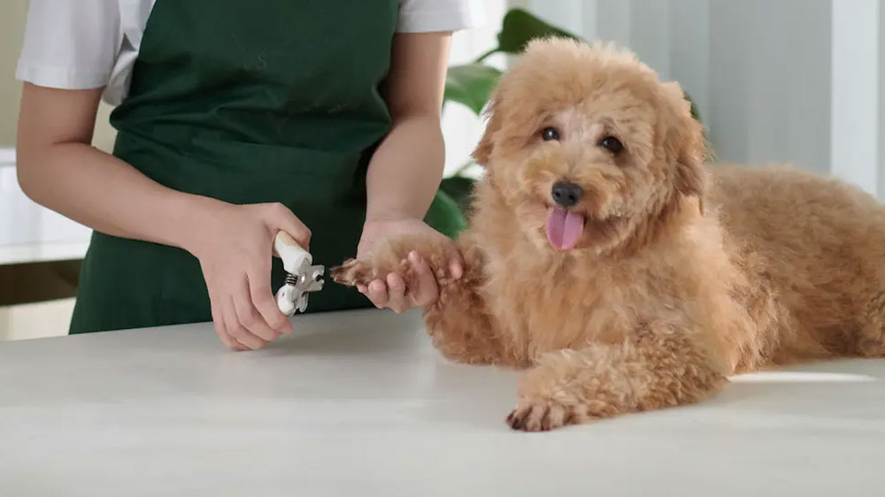 Pet Groomers in Torrance, CA