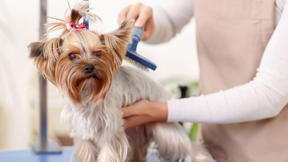 Pet Groomers in Torrance, CA