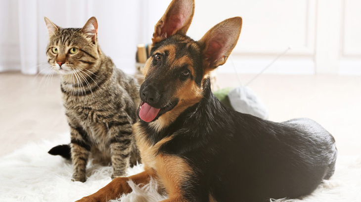 Dog and Cat Grooming Salon in Huntington Park, CA