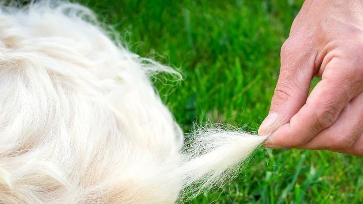 Flea and Tick Shampoo in Manhattan Beach, CA