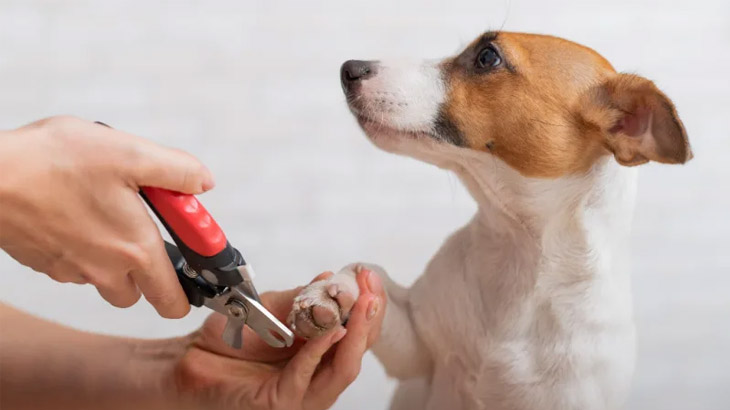 Behind the Scenes at Pet Salon