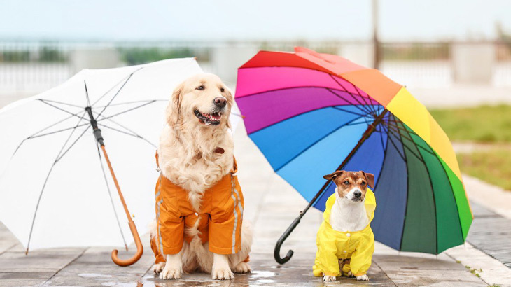 Flea and Tick Shampoo in Manhattan Beach, CA