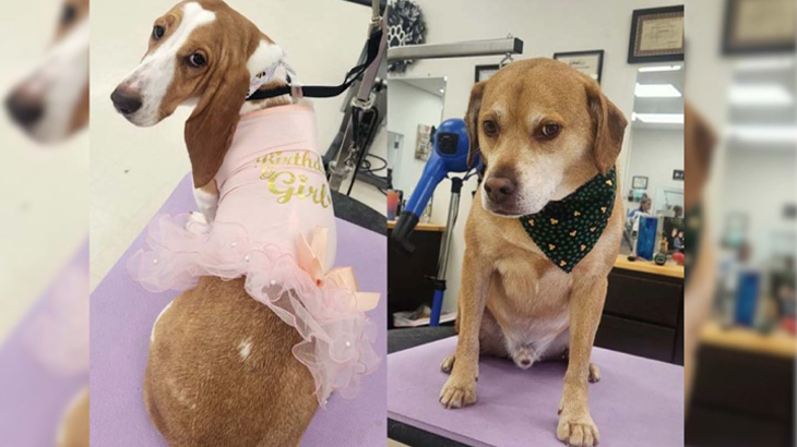 Flea and Tick Shampoo in Manhattan Beach, CA