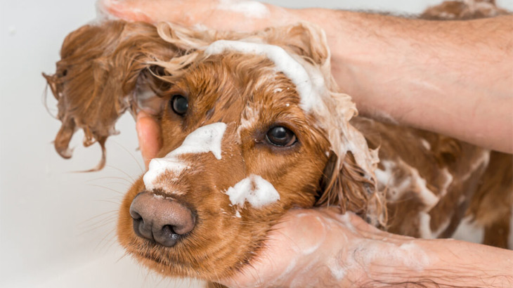 Flea and Tick Shampoo in Manhattan Beach, CA