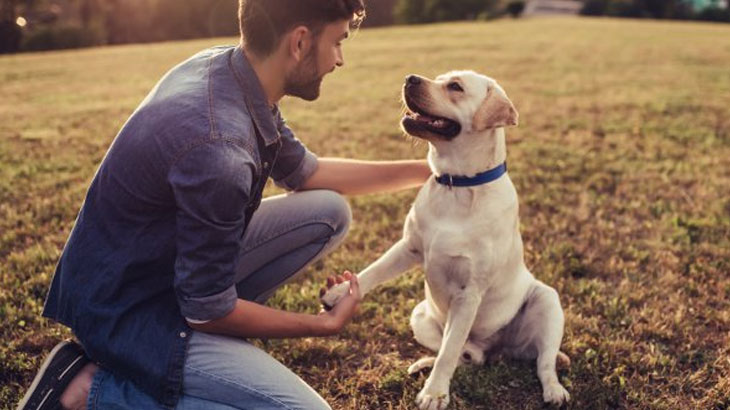 Pet Groomers in Torrance, CA