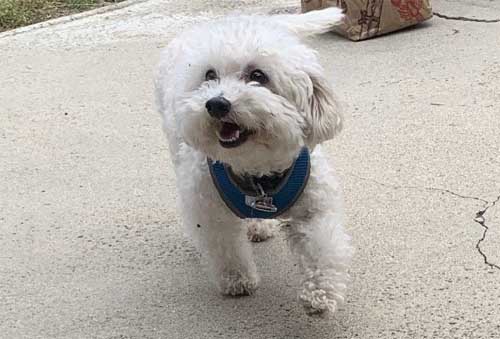 Puppy Nail Trimming in Torrance CA